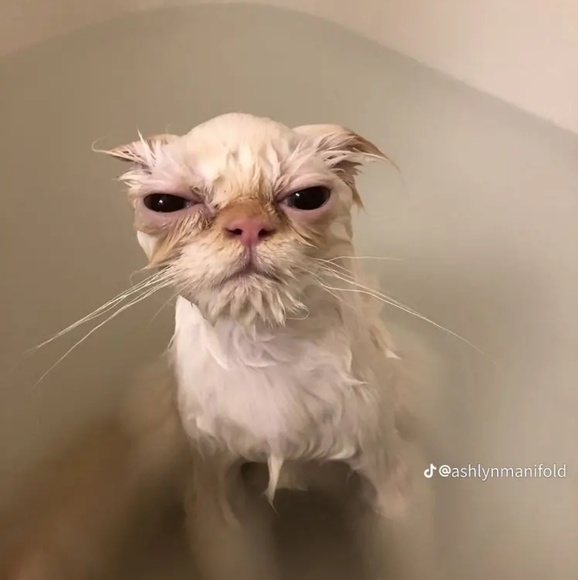 Meet your Posher, Natalya - Picture 1 of 1